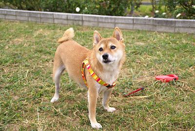 はな お目目 パッチリや グー v(^o^)v