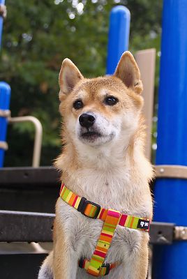 おやつ おくれ 〜 おかあさん