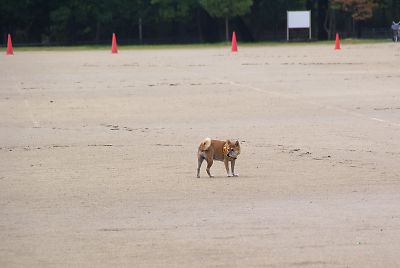 はな 〜 はよ おいで 〜