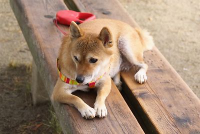おとうさんは イヤダ 〜