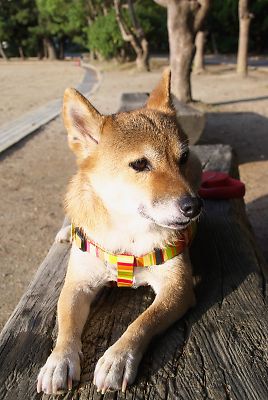 はなちゃんに せまるぞ 〜