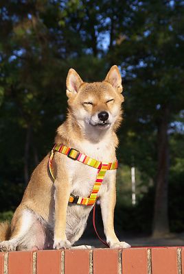 寝たら あかん こっちやろ