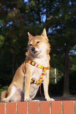 しつこいなぁ 〜 おとうさん