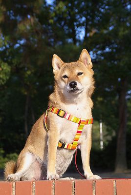そうや はな 美犬やぁ 〜 v(^o^)v