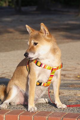 よそ見 したら あかんやんか