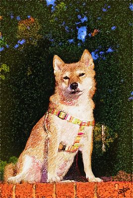 そうや はな 美犬やぁ 〜 v(^o^)v