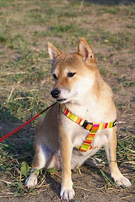 はなちゃんの 芸者ポーズ v(^o^)v 決まり
