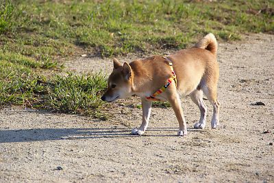 今日こそ 言うこと 聞いて ・・・