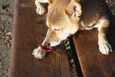 クンクン 食べられそうかな ?