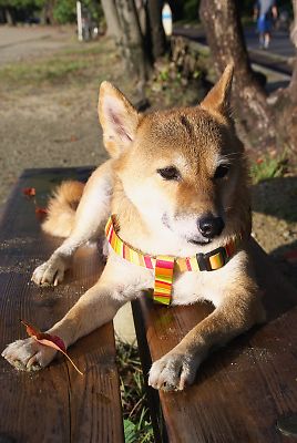 なんやぁ 〜 食べられへん ・・・