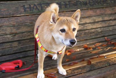 おかあさん おやつ わぁ ???