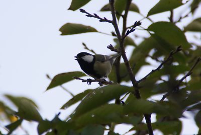 シジュウガラ 「 いやしん坊 はなぁ 〜 」