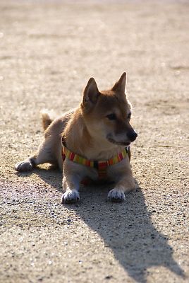 はな 出発や 〜
