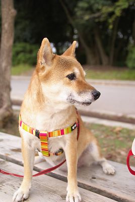 はなちゃんは 自分勝手 ?