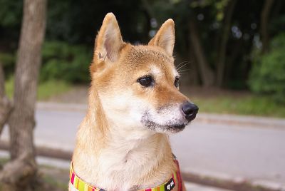 自己主張 ??