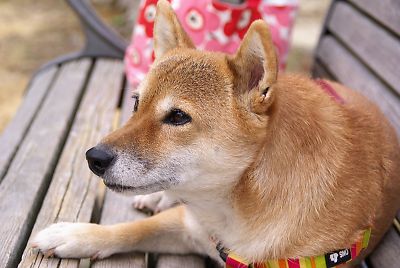 かなり 本気やん ・・・