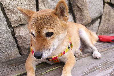 おやつは もう ないよね