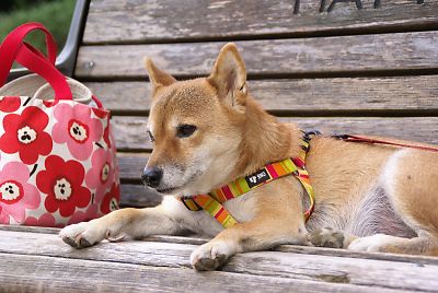ヤレヤレ 疲れた ビィ 〜