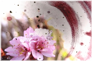雪中華と積雪の桜