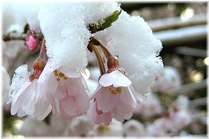 積雪の桜