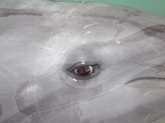 イルカの顔 もとぶ元気村 マリンピアザオキナワのスタッフブログ