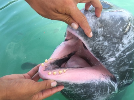 バンドウイルカの牙(歯) イルカの口の中 | マリンピアザオキナワ・もとぶ元気村の