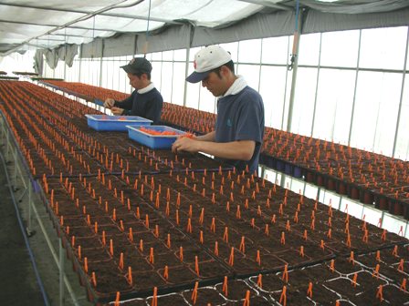 台風４号が日本列島を襲撃 苗採りの準備完了 １５日のブログ いちご狩り山梨日記 バリアフリーや無農薬への取り組みといちごの栽培