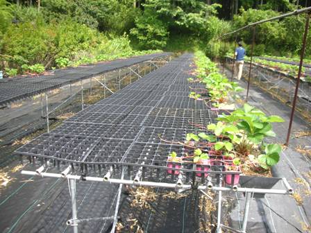 仲間の農園にイチゴの苗採りを見学に行く ２７日のブログ いちご狩り山梨日記 バリアフリーや無農薬への取り組みといちごの栽培