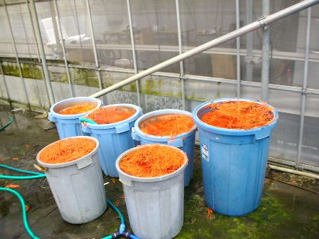 いちご狩りハウスのベットの温水処理開始 6月3日 のブログ ランナーピンの消毒 いちご狩り山梨日記 バリアフリーや無農薬への取り組みといちご の栽培