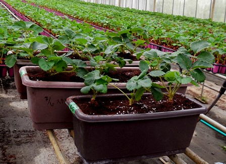 イチゴの親株の撤去と原種親株の植え替え いちご狩り山梨日記 バリアフリーや無農薬への取り組みといちごの栽培