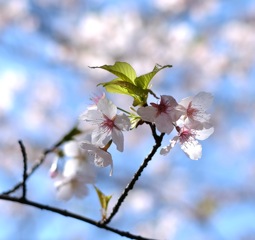 sakura