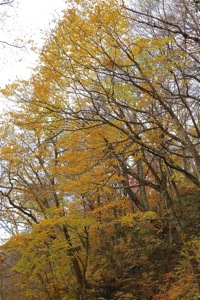 紅葉