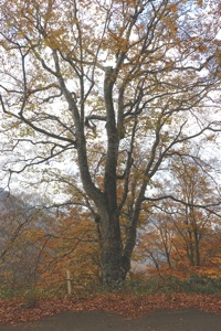 紅葉