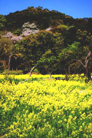 神崎花園