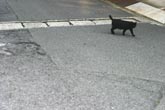 くろ1