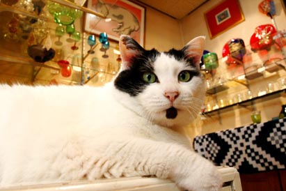 玻璃ねこ1