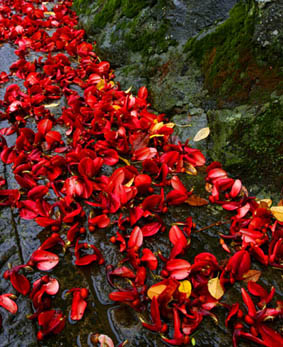 akaihana