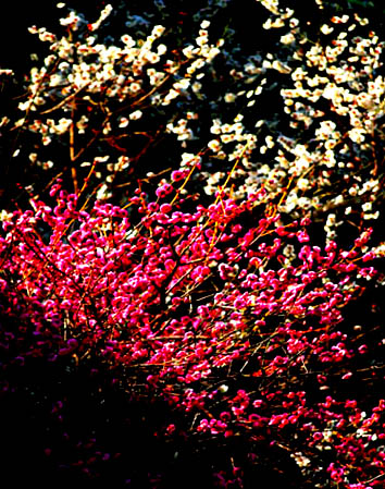 ume 1