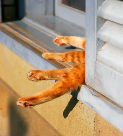 南山手のねこ
