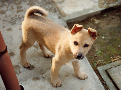 カナブン復活 老犬りょうすけと次世代犬アルの観察日記