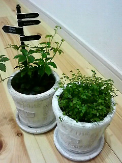 201004120920000.jpg