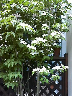 201005270959001.jpg