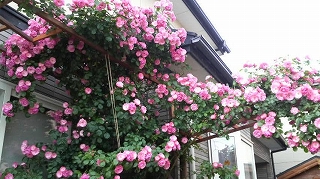 P1000500.jpg