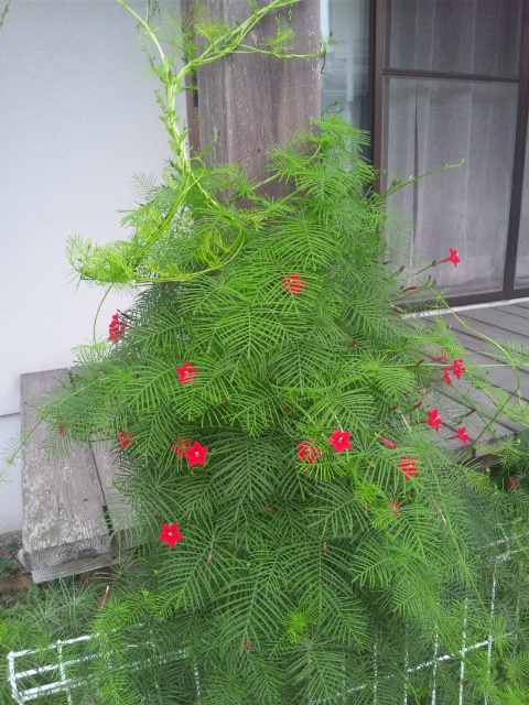 縷紅草 ゆきっ茶ブログ