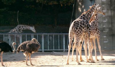 気分はサバンナ