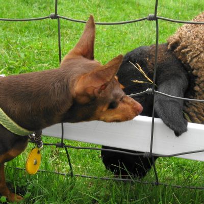 �ߥ˥��奢�ԥ󥷥㡼�Ρ֤��פǤ�