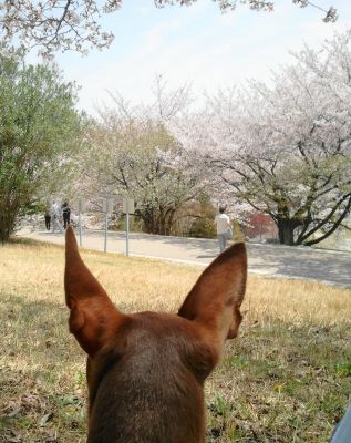 ����ʤ������