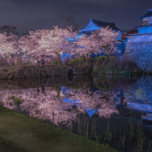 sakura.jpg