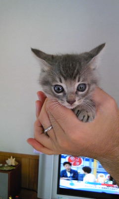 迷子の子猫