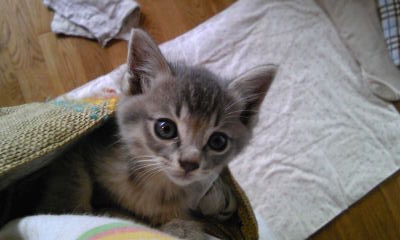 かわいい子猫
